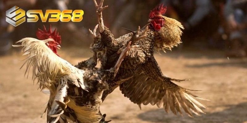 Tổng quan về chuyên mục đá gà tại SV368