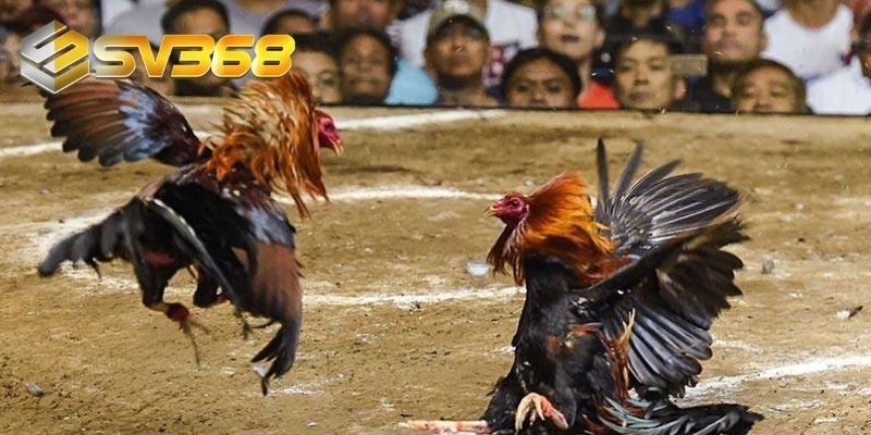Các sới đá gà hàng đầu đang hoạt động tại SV368