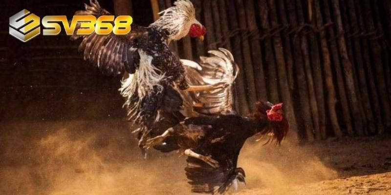 Các sản phẩm đá gà đang hot nhất tại SV368